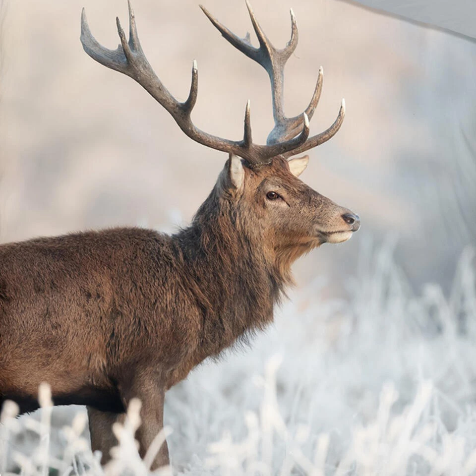 Good Morning Edelhert Dekbedovertrek Grijs-Lits-jumeaux (240 X 200/220 Cm) 5 Good Morning Edelhert Dekbedovertrek Grijs-Lits-jumeaux (240 X 200/220 Cm) - Afbeelding 3