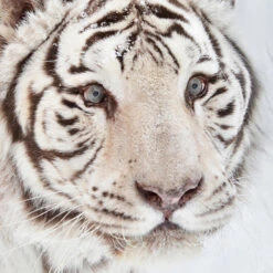 Good Morning Witte Tijger Flanel Debedovertrek Off-white-Lits-jumeaux (270 X... -Winkel Voor Premium Beddengoed a9cdda11f5ab44bea940665558362f03