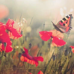 Good Morning Klaprozen Dekbedovertrek Multi-Lits-jumeaux (240 X 200/220 Cm) -Winkel Voor Premium Beddengoed b6b56d48b8ef4090af00c15514ea140a